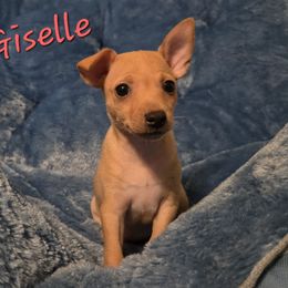 Giselle - Red white and sable female Rat Terrier puppy in Brookfield, Missouri from Country Rat Terriers