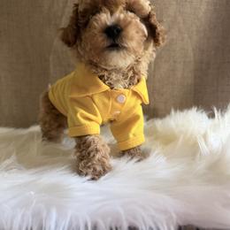 Pekingese, Poodle, and Shih Tzu Puppies from Happy puppies