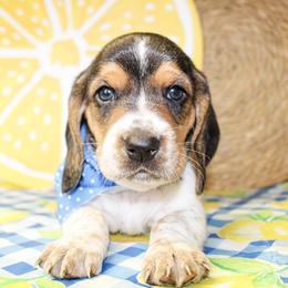 Basset Hound puppies from Rocking H