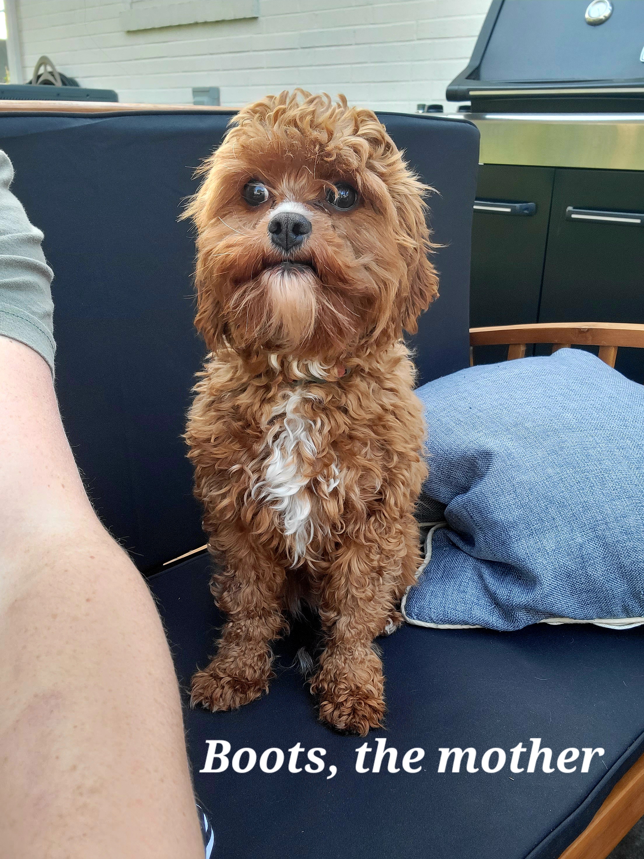 Boots - Cavapoo