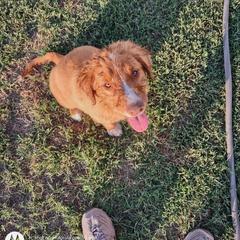 Australian Shepherd and Nova Scotia Duck Tolling Retriever Puppies from Tanglewood Tollers and Aussies