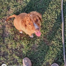 Australian Shepherd and Nova Scotia Duck Tolling Retriever Puppies from Tanglewood Tollers and Aussies