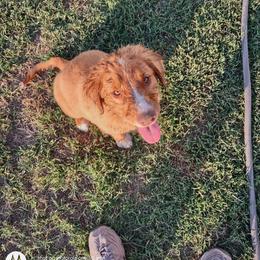 Australian Shepherd and Nova Scotia Duck Tolling Retriever Puppies from Tanglewood Tollers and Aussies