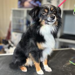 Banjo - Toy Australian Shepherd