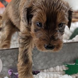 Cavapoo and Whoodle Puppies from Gardner Lane Puppies