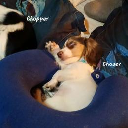 Chaser - Dachshund