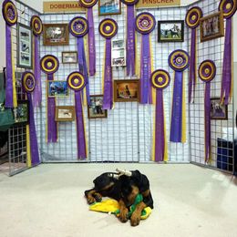 Doberman Pinscher Puppies from Laurel Vail