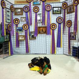 Doberman Pinscher Puppies from Laurel Vail