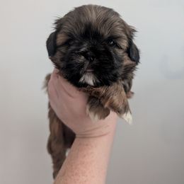 Sweet Bear - Red and tan male Shih Tzu puppy in Poultney, Vermont from Morgan's Shih Tzus