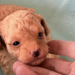 Casey - Apricot male Poodle puppy in Chandler, Arizona from Paradise Poodles