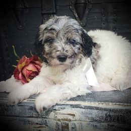 Male 2 - Merle male Springerdoodle puppy in Fargo, North Dakota from Dakota SpringerDoodles