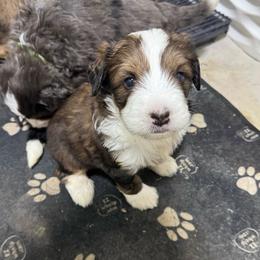 Dark Blue - Tri-color male Bernedoodle puppy in Petersburg, Michigan from Brittany’s Mini Bernedoodles