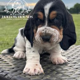 Winona - Black white and brown female Basset Hound puppy in Richmond, Kentucky from Walters Hollow Hounds