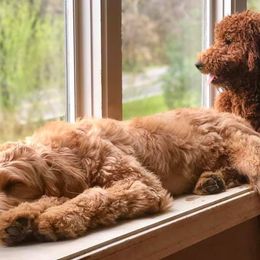 Goldendoodles from MaDoodles