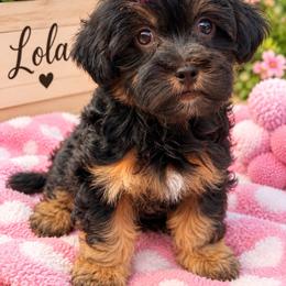 Lola - Black and gold female Yorkipoo puppy in Cooper City, Florida from Jenny La Bone