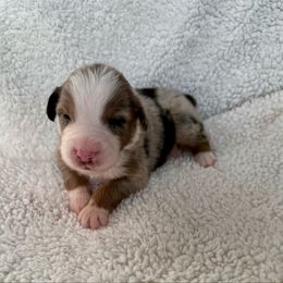 Anthony - Blue merle male Australian Shepherd puppy in Blomkest, Minnesota from Meljestic Farms