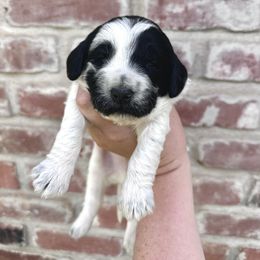 Goldendoodle Puppies from Lipscomb Doodles