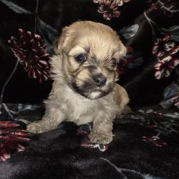 Winter - Fawn sable male Havanese puppy in Deer Park, Washington from Mt. Top Havanese