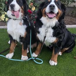 Bernese Mountain Dog All Grown Up from Sugarplum Bernese