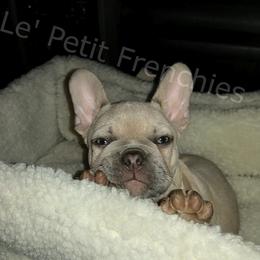 French Bulldogs from Le’ Petit Frenchies