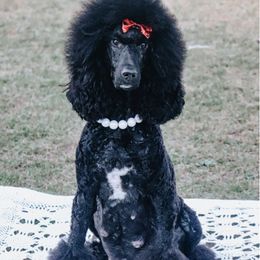 Poodles from Fancy’s Black Label Poodles