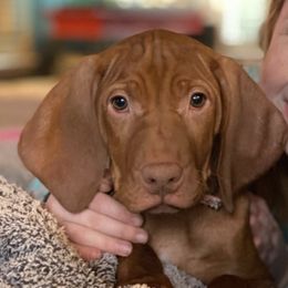 Vizsla Puppies from The Noble Puppy