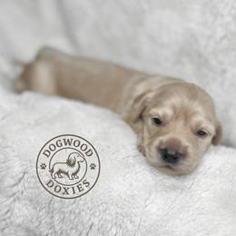 Mango - Cream male Dachshund puppy in Monroe, North Carolina from Dogwood Doxies