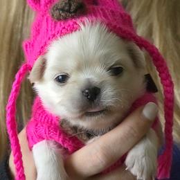 Girl1 - White female Chihuahua puppy in Alaska from Snowy Mountains Chihuahua