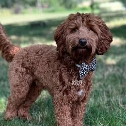 Mac - Goldendoodle