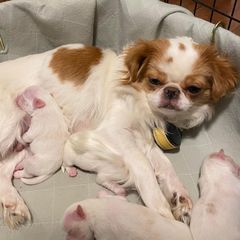 Mable - Japanese Chin