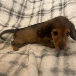 Honey - Red female Dachshund puppy in Gainesville, Georgia from Emory Farms