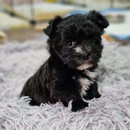 Morkie Puppies from My Precious Pups