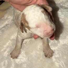 Girl 2 - Parti female Goldendoodle puppy in Spring Hill, Florida from Ohana Doodles x Frenchies