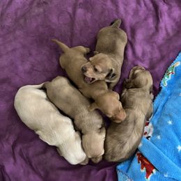 Dachshund puppies from Tammy's Dachshunds