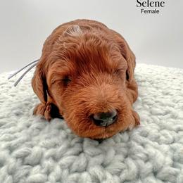 Selene - Red  female Goldendoodle puppy in Sunman, Indiana from Brunsman Country Doodles LLC