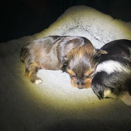 Diamond - Sable female Yorkshire Terrier puppy in Laughlin, Nevada from Dani’s Yorkie’s