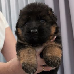 Female 1 - Black and tan female German Shepherd puppy in Lexington, Virginia from Buffelbach Farmstead Shepherds