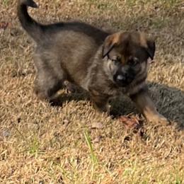 German Shepherd Puppies from German Shepherds of Virginia