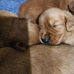 Girl 6 - Dark golden female Golden Retriever puppy in Chandler, Arizona from Arizona Dream Goldens