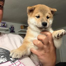 Kota-happiness red collar - Red male Shiba Inu puppy in Lehigh Acres, Florida from SWFL Happy Dogs