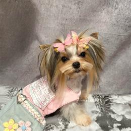 Strawberry tiny - Blue tan and white female Biewer Terrier puppy in California from Yorkie & Maltese Royalty