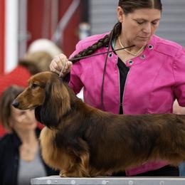Cooper - Dachshund