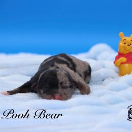Pooh Bear - Blue merle male Miniature Australian Shepherd puppy in Weeki Wachee, Florida from Arlington's Mini Aussies