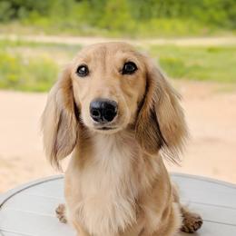 Gucci - Dachshund