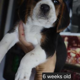 Buddy - Black tan and white male Beagle puppy in Susanville, California from Homegrown Beagles