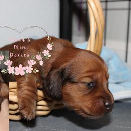 Spark (no collar and pink) - Dapple female Dachshund puppy in Pope, Mississippi from Anna’s Mini Doxies