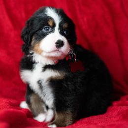 Callie - Tri-color female Bernese Mountain Dog puppy in Soldiers Grove, Wisconsin from Lonesome Pine Farm