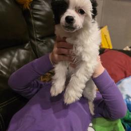 Frosty - White and black male Chinese Crested puppy in Utah from Mlee puppies