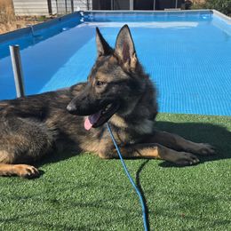 German Shepherd puppies from z Hodinek