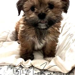 Lhasa Apso Puppies from Tibetan Tails